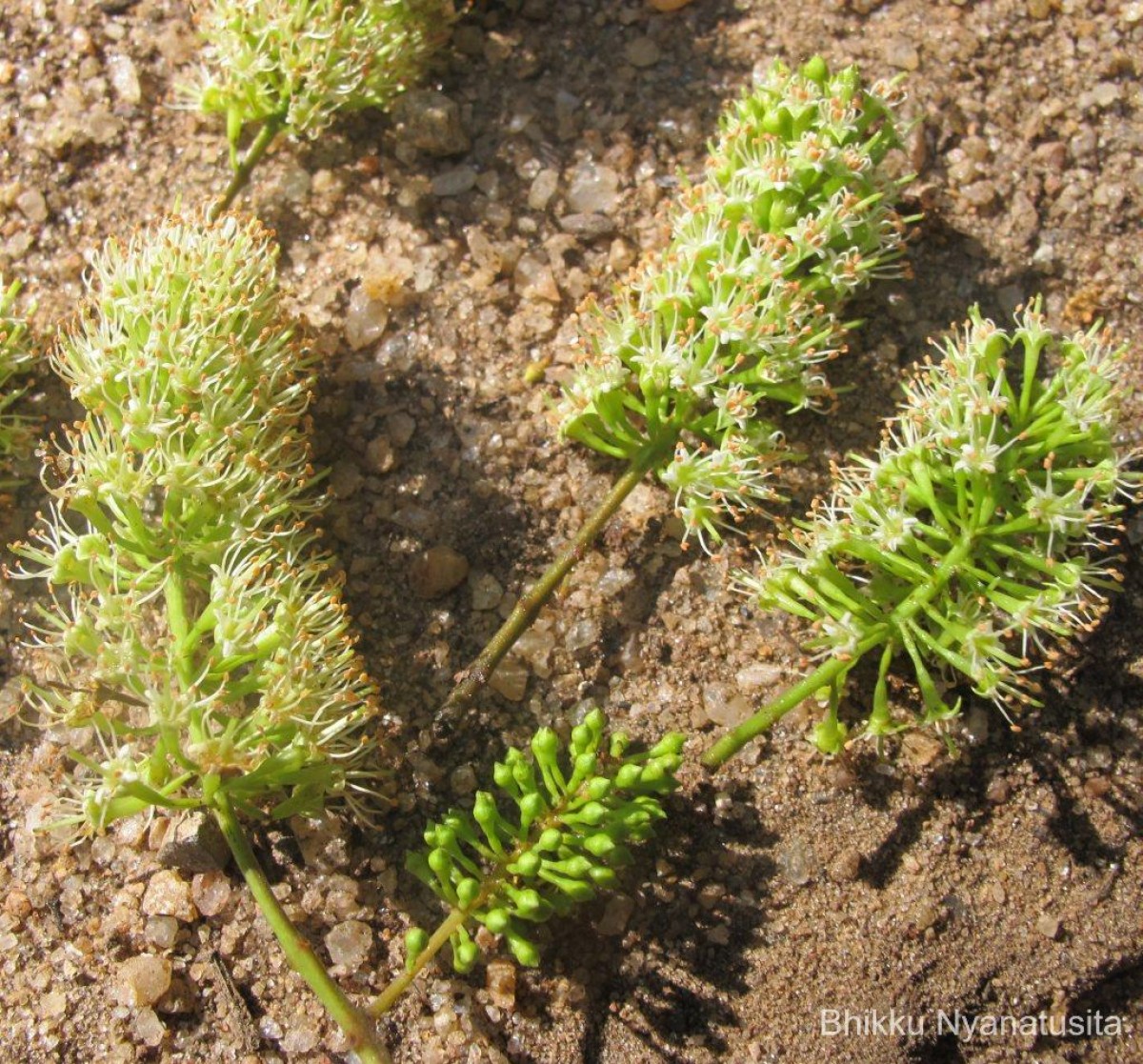 Combretum albidum G.DonRoxb. ex G.Don